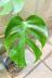 クリザール リーフシャイン600ml　観葉植物の葉を美しくつやつやに保ってくれます!! しっかりと汚れを落としてくれるだけでなく、美しい光沢も与えてくれます!!
使用後はほこりなどの付着も防いでくれます!!