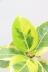 アルテシマ　葉色がとても美しく、丈夫で育てやすい!インテリアにおすすめの観葉植物! イエロー&グリーンのとても明るい葉っぱなので贈り物にも大人気のアルテシマ!