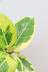 アルテシマ　葉色がとても美しく、丈夫で育てやすい!インテリアにおすすめの観葉植物! 