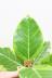 アルテシマ　葉色がとても美しく、丈夫で育てやすい!インテリアにおすすめの観葉植物! 