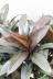 コルジリネ パープルコンパクター 葉色がとても美しくて育てやすい観葉植物です!