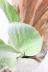 コウモリラン エレファントチス　個性的なフォルムがインテリアにぴったりの観葉植物!