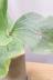 コウモリラン エレファントチス　個性的なフォルムがインテリアにぴったりの観葉植物!