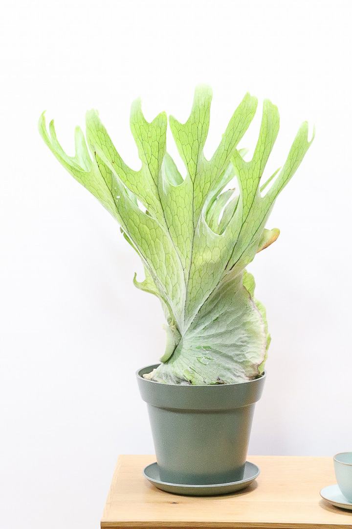 コウモリラン グランデ　扱いやすいプラスチック製のPOT。個性的なフォルムの観葉植物!
