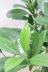 ファグラエア　日陰に強く育てやすい人気の観葉植物です!