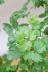 ポリシャス スターシャ　葉のフォルムがとても美しくて人気の観葉植物です!