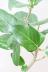 ベンガレンシス　葉の緑がとても美しくてボリュームのある丈夫で育てやすい、インテリアグリーン