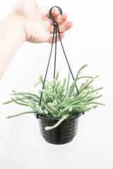 リプサリス ホリダ　吊り鉢タイプで飾りやすい!こう見えて実はサボテンなんです。