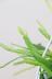 リプサリス ラウヒオルム　吊り鉢タイプで飾りやすい!こう見えて実はサボテンなんです。
