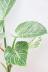 フィロデンドロン バーキン　葉色がとても美しく、育てやすく丈夫な観葉植物です! 
