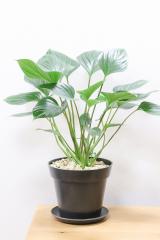 ホマロメナ エメラルドジェム　扱いやすいプラスチック鉢。葉色がとても美しい観葉植物です!