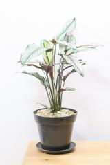 カラテア ホワイトスター　軽量なプラスチック鉢。カラフルな葉色がとても美しい観葉植物です!