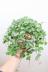 ペペロミア アングラータ　かわいいミニミニサイズ。育てやすい多肉植物です!!