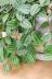 ペペロミア アングラータ　かわいいミニミニサイズ。育てやすい多肉植物です!!