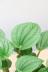 ペペロミア  ラナ　葉がプニプニしていてかわいい。育てやすくて人気の観葉植物です!! 
