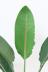ストレチア レギネ　スリムでスタイリッシュ。丈夫で育てやすい観葉植物です。 葉の質感は肉厚でとてもしっかりとしています!!
