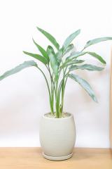ストレチア レギネ　存在感がある大型タイプ。丈夫で育てやすい観葉植物です。
