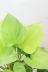 ホマロメナ サンシャインジェム　爽やかな葉色がとても美しい観葉植物です!