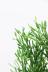 リプサリス サルコニオイデス　こう見えてサボテンなので育てやすい観葉植物です! 質感はプニプニしていてずっと触っていたくなります。