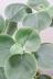 ペペロミア ホバリア　かわいいミニミニサイズ。育てやすい多肉植物です!! 