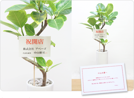 観葉植物に付属する立て札とメッセージカード