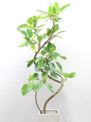 開店祝い 新築祝いにおすすめの観葉植物をご紹介 観葉植物の通信販売 Apego アペーゴ